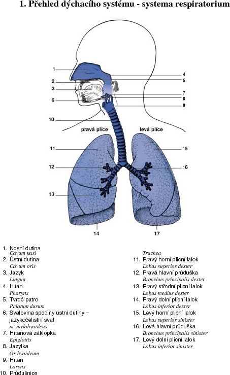 Jak jde za sebou dýchací soustava?