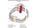 Hrudní aorta a mezižeberní tepny – aorta thoracica et aa. intercostales