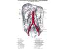 Břišní aorta a zevní kyčelní tepny – aorta abdominalis et aa. iliacae externae