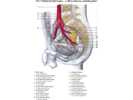 Vnitřní kyčelní tepna – a. iliaca interna, mužská pánev