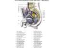 Vnitřní kyčelní žíla pravé strany, pánev muže – v. iliaca interna