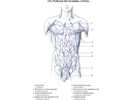 Podkožní žíly hrudníku a břicha