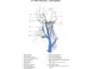 Základy anatomie soustavy dýchací, srdečně cévní, lymfatického systému ...