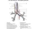 Mízní uzliny plic – nodi lymphatici pulmonales