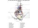 Mízní uzliny pánevních orgánů muže – nodi lymphatici pelvis masculina