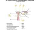Odtokové mízní cesty a mízní uzliny dělohy – trunci et nodi lymphatici uterini