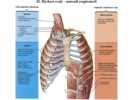 Dýchací svaly – musculi respiratorii
