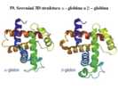 Srovnání 3D struktura α – globinu a β – globinu
