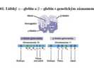 Lidský α – globin a β – globin s genetickým záznamem