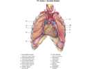 Srdce v hrudní dutině