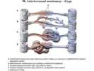 Arteriovenozní anastomozy – 4 typy