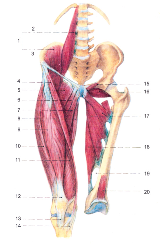 Jak se jmenuje sval pod kolenem?