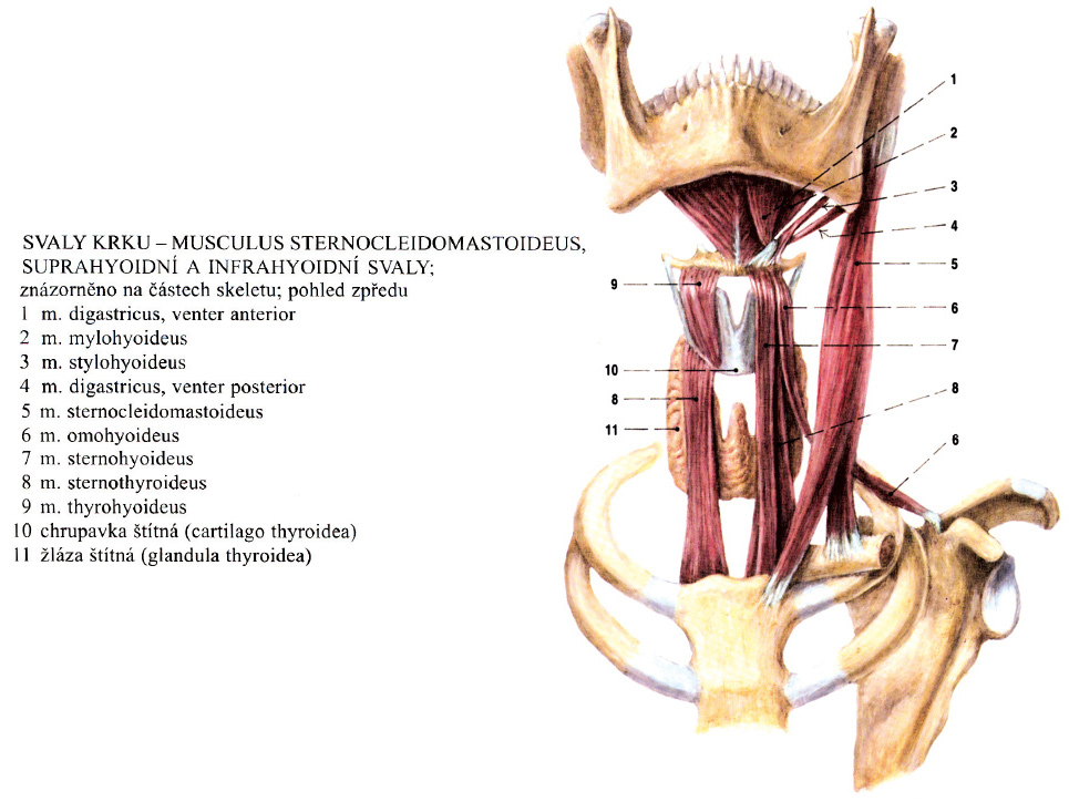 Základy anatomie pohybového ústrojí | Fakulta sportovních studií Masarykovy  univerzity