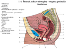 Ženské pohlavní orgány - organa genitalia feminina