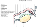 Vaječník - ovarium