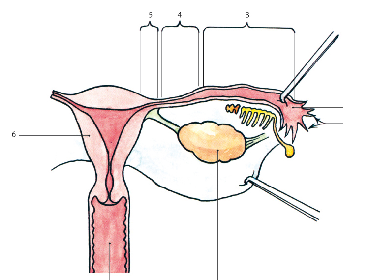 Vejcovod – tuba uterina