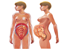 Zvětšení dělohy podle délky trvání těhotenství