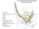 Anatomické vztahy v ženské pánvi (peritoneální dutina)
