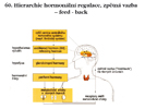 Hierarchie hormonální regulace, zpětná vazba – feed - back