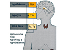 Zpětná vazba mezi hypofýzou, hypothalamem a štítnou žlázou