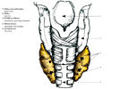 Příštítná tělíska – glandulae parathyroideae