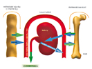 Působení parathormonu a vitaminu D3 ve střevě a kostech
