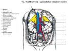 Nadledviny - glandulae suprarenales