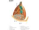 Synapse