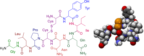 Oxytocin