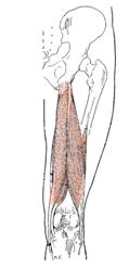 Obr. 9 Flexory kolenního kloubu dle Luttgense & Vellse (1989)