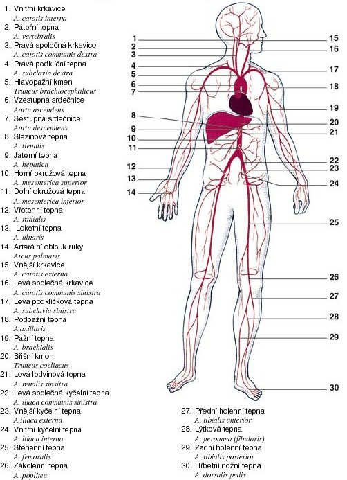 Přehled kardiovaskulární soustavy (Hanzlová, Hemza, 2012).