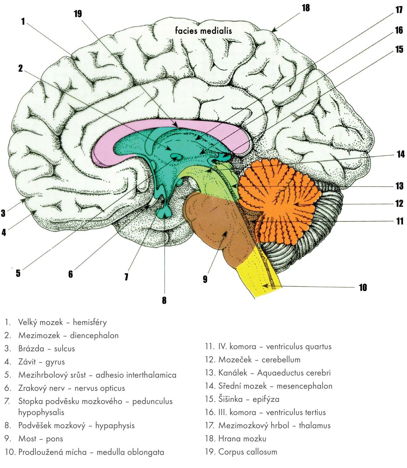 Nervová soustava (systema nervosum) | Základy anatomie pro využití ve  sportu | Fakulta sportovních studií Masarykovy univerzity