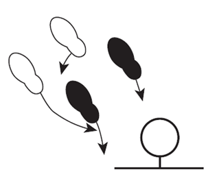 Fig. 31: Drop step baseline