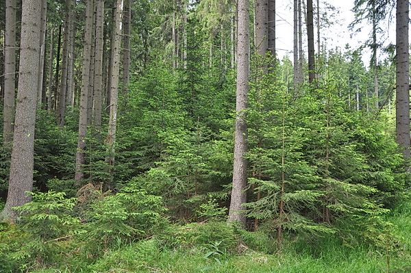 Porost: velmi obtížný běh, neprůchodný