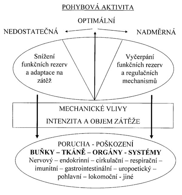 Optimální objem a intenzita zatížení. Nedostatečná stimulace nebo přetížení vede k poruchám organizmu.