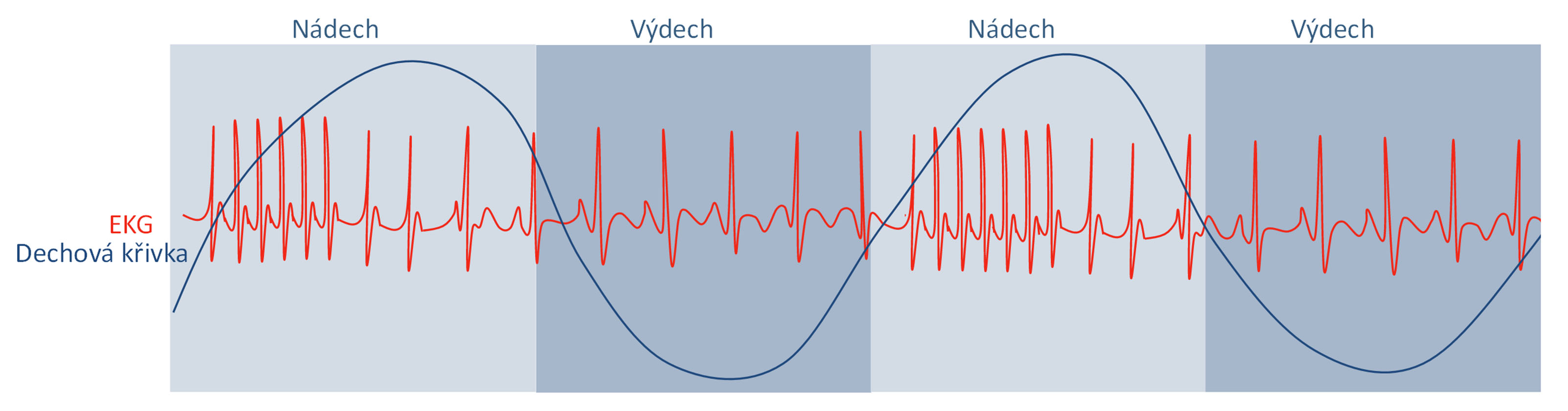 Dechová arytmie – kolísání tepové frekvence (délky R-R intervalu) při střídání nádechu a výdechu.