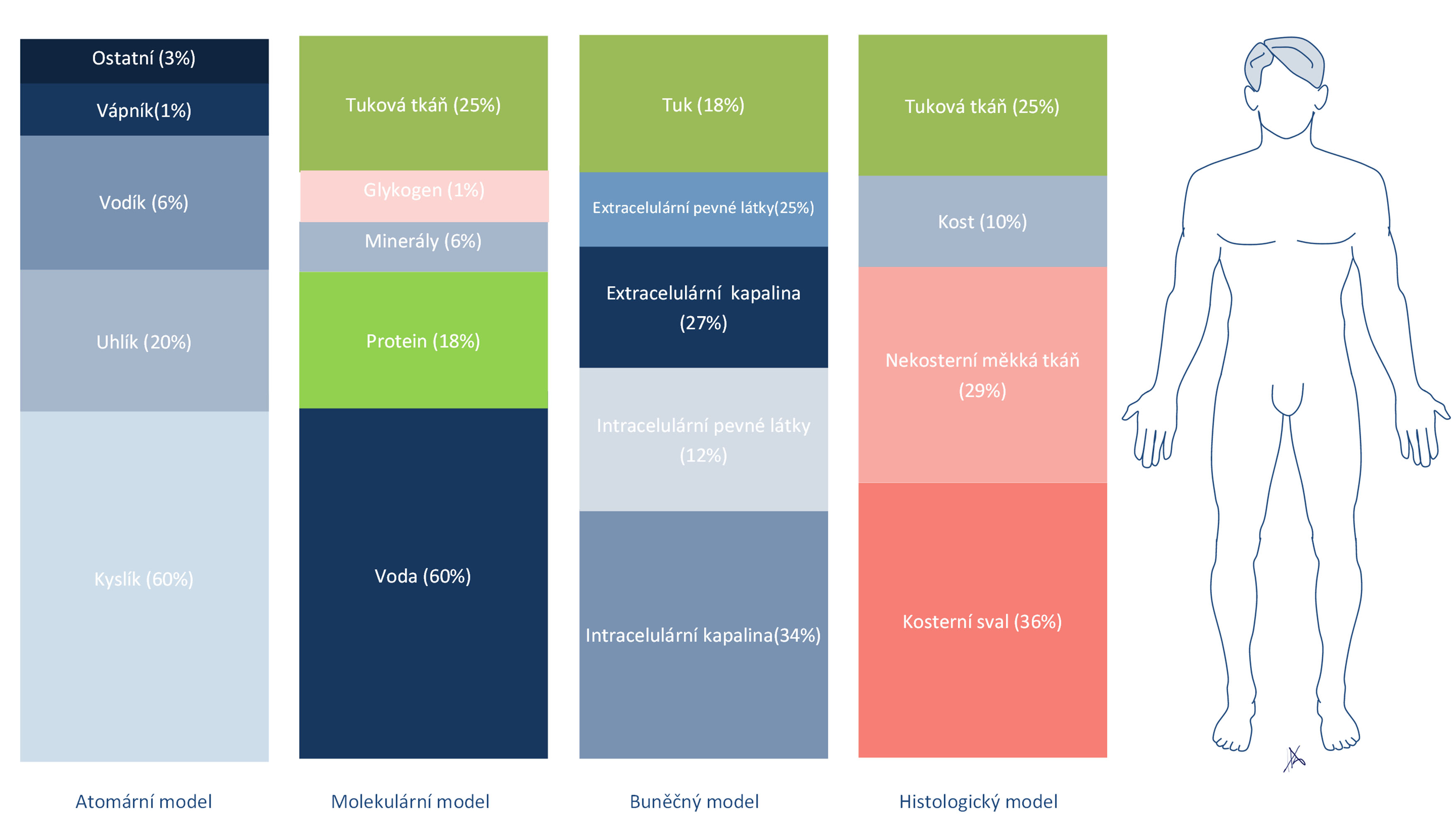 Kompartmentový model těl.