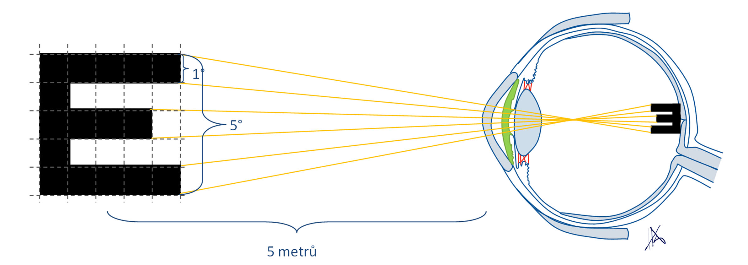 Princip vyšetření zrakové ostrosti pomocí Snellenových optotypů.