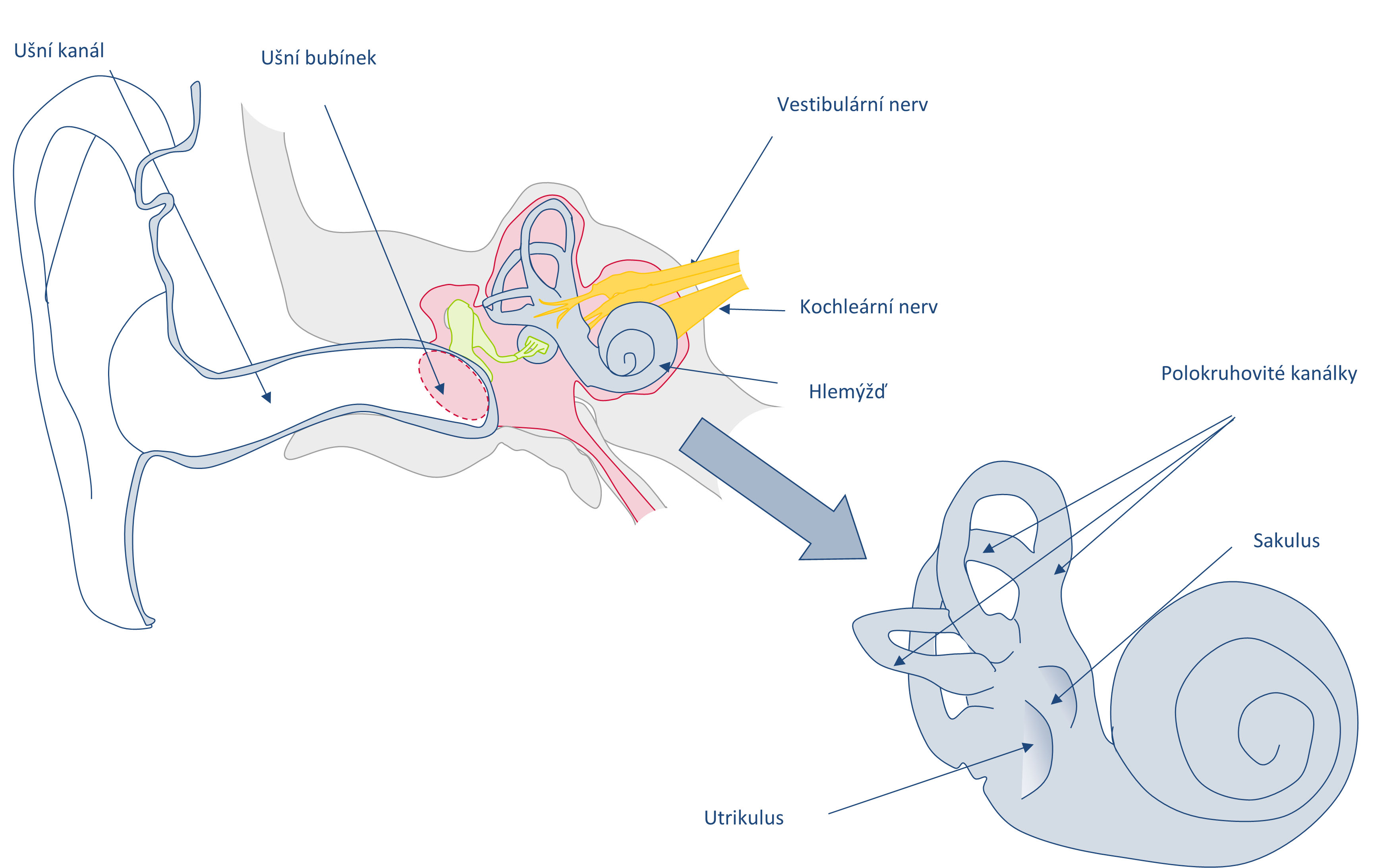 Schéma vestibulárního aparátu.
