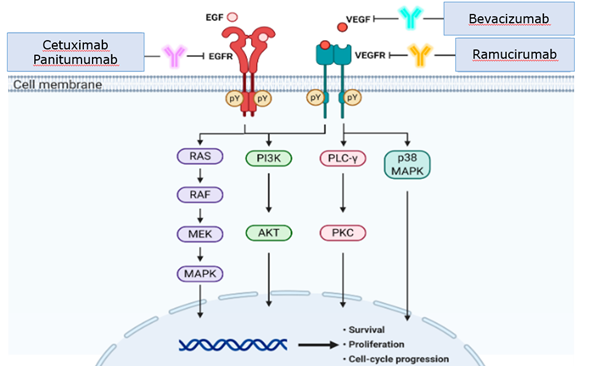 Simplified scheme of action of selected monoclonal antibodies in oncology