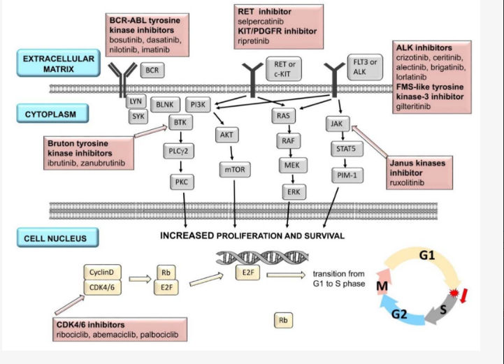 Simplified cell signal transmission diagram and selected targets for TKIs