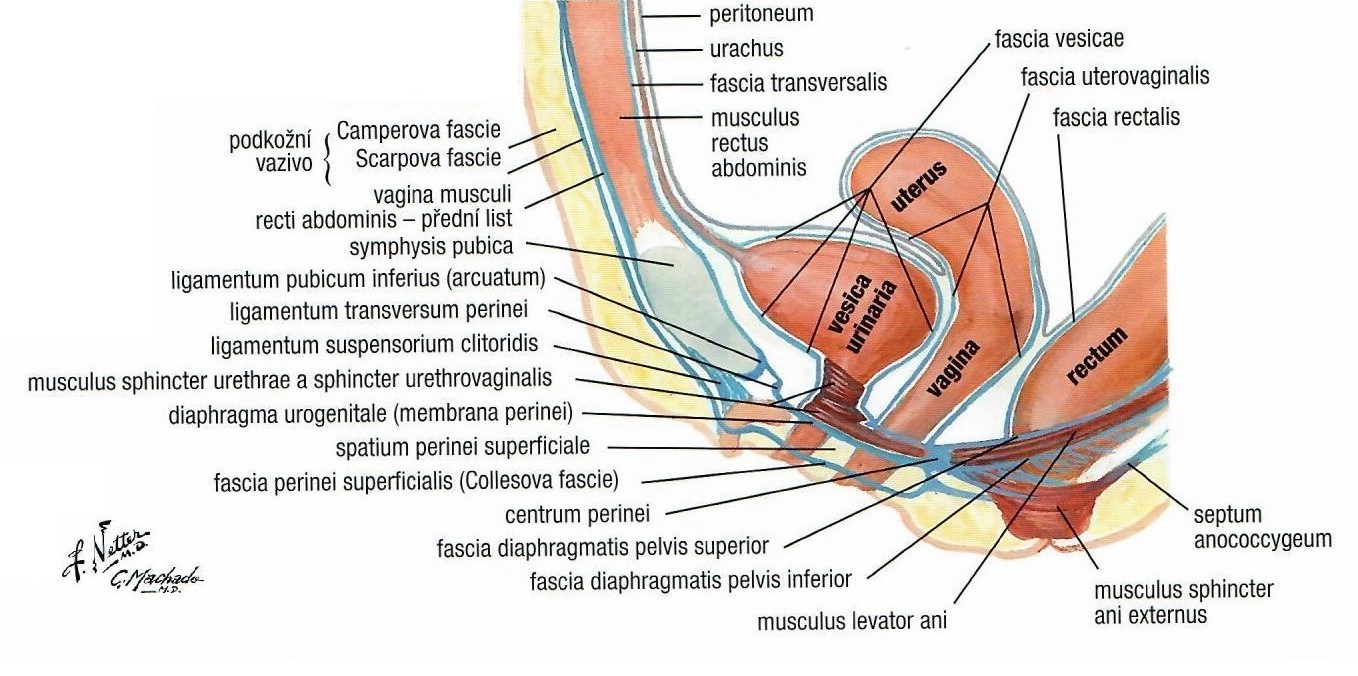 Anatomické poznámky | Vybrané kapitoly porodní asistence I | Lékařská  fakulta Masarykovy univerzity