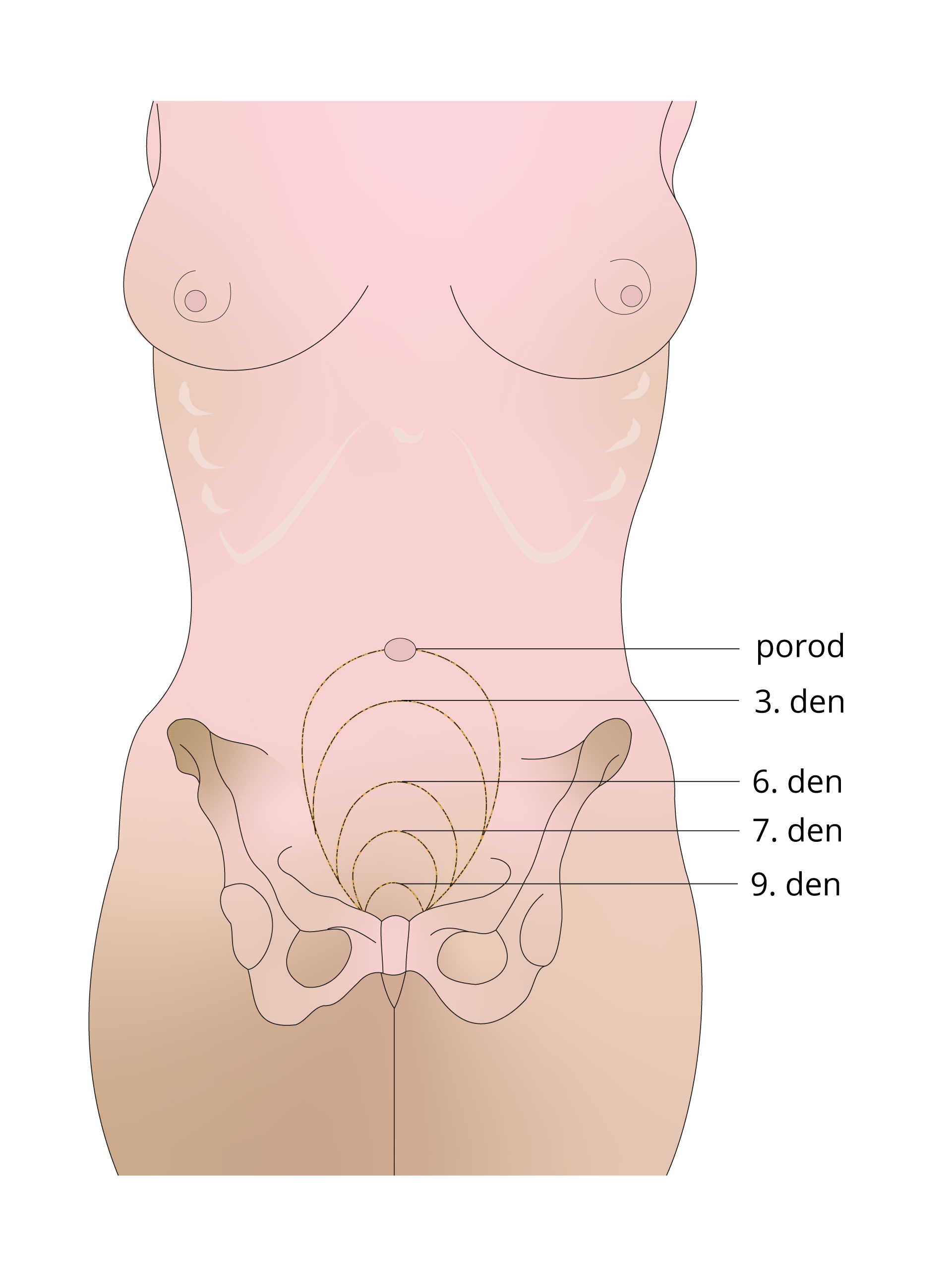 Jak dlouho se hojí děloha po porodu?