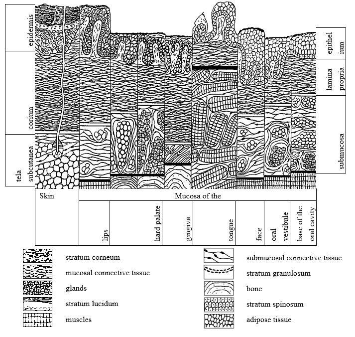  microscopic structure of the skin and oral mucosa