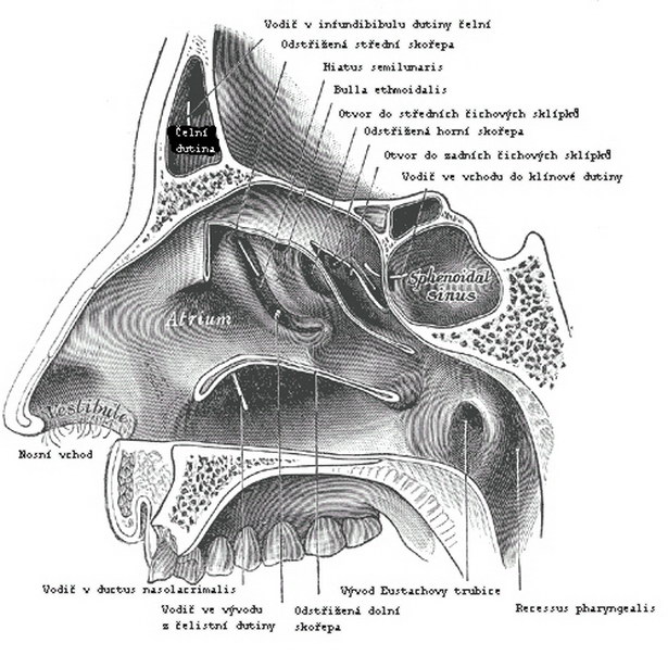 Schéma nosu a vedlejších nosních dutin – řez sagitální