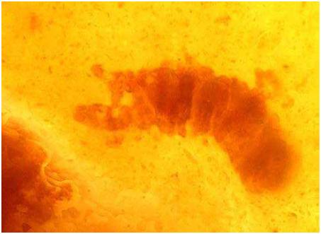 Mikrofotografie organismů říše Archea z Austrálie