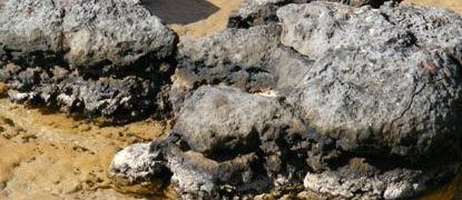 Detail současného stromatolitu