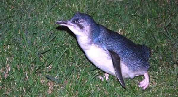 Tučňák nejmenší