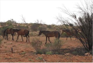 Býložravými konkurenty původní fauny Austrálie se stali koně
