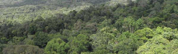 Tropické lesy Queenslandu se vyznačují širokou biodiverzitou